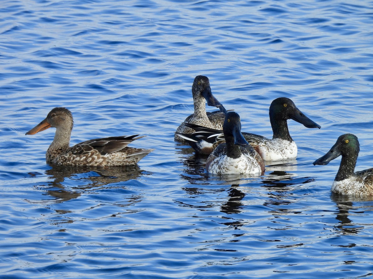 Northern Shoveler - ML646707271