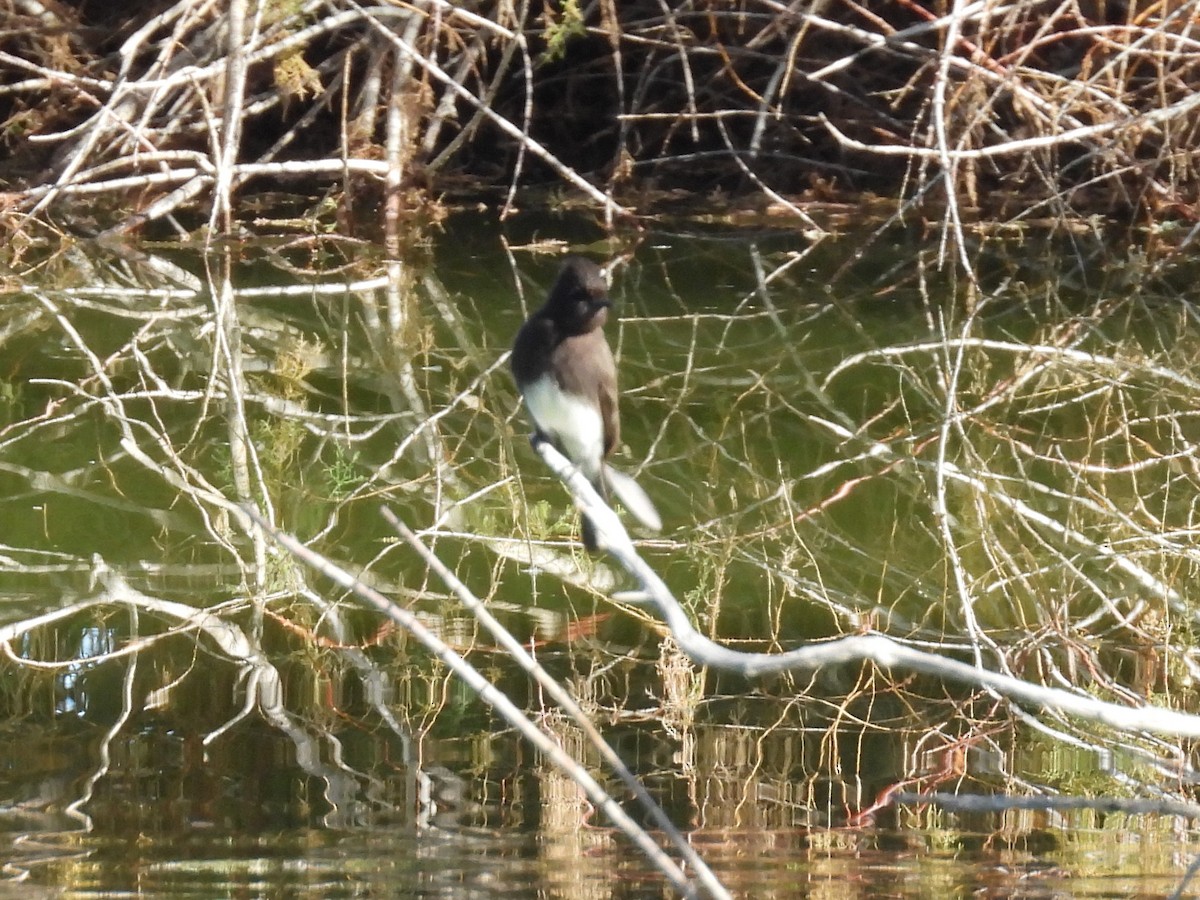 Black Phoebe - ML646707272