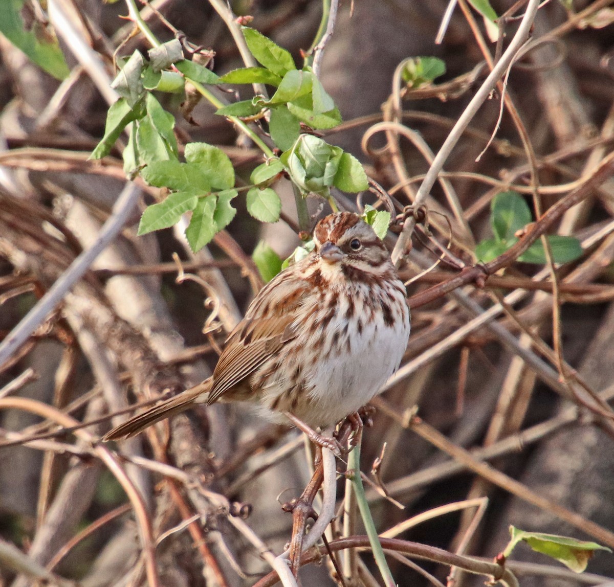 Song Sparrow - ML646707273