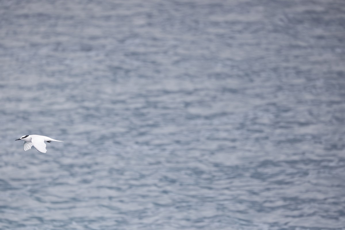 Black-naped Tern - ML646707274