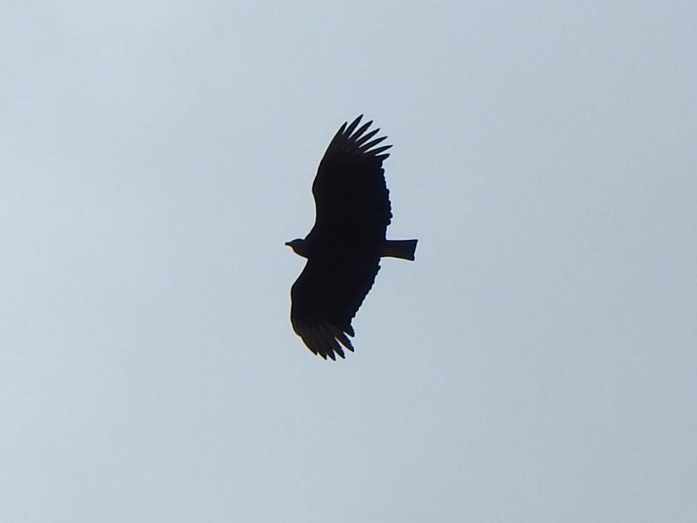 Rabengeier - ML646707275