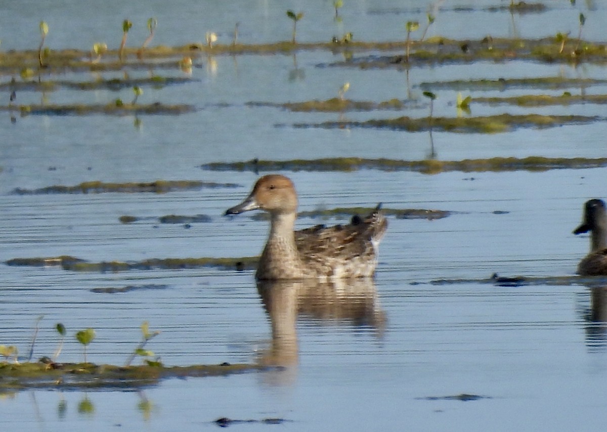 Northern Pintail - ML646707276