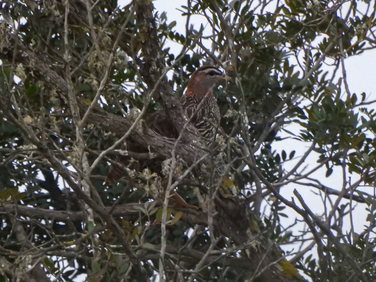 Double-spurred Spurfowl - ML646707277