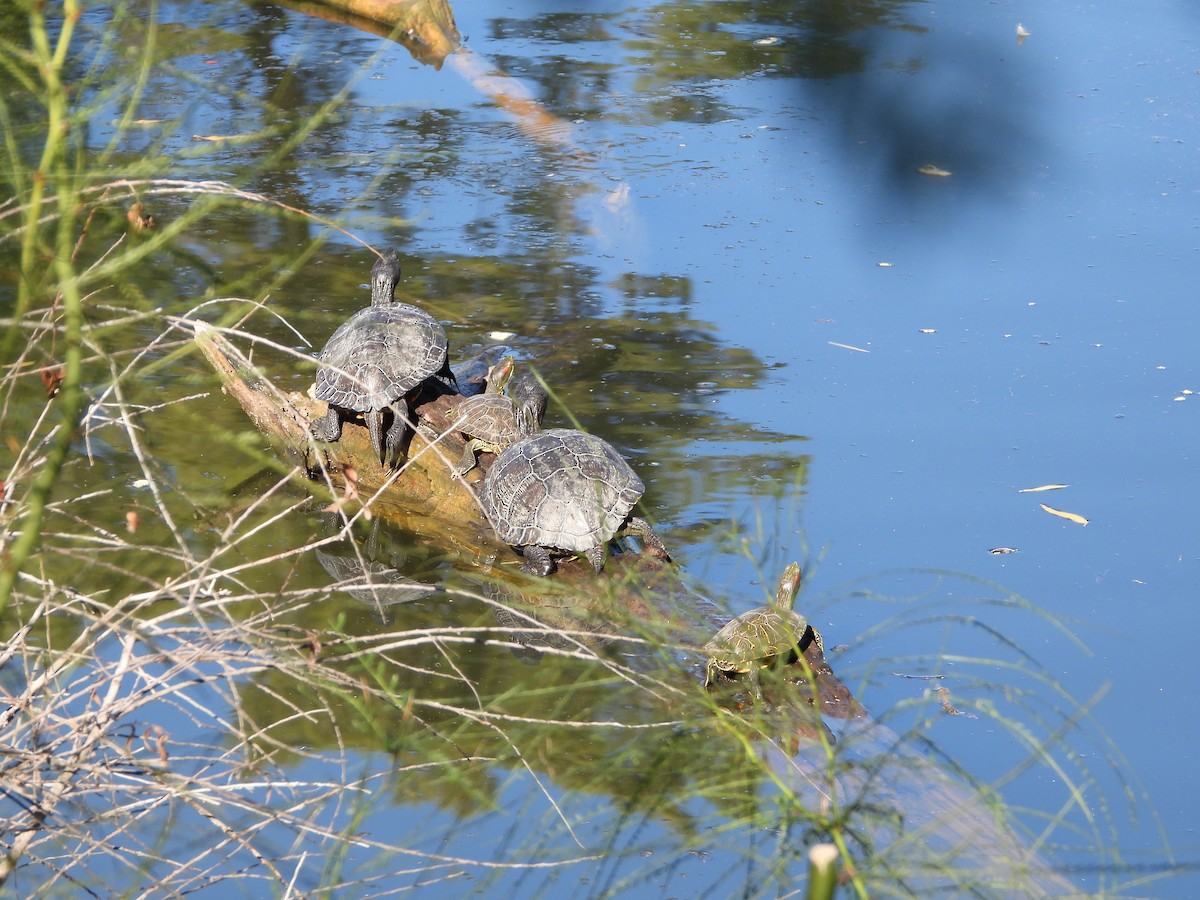 Pond and Box Turtles - ML646707278