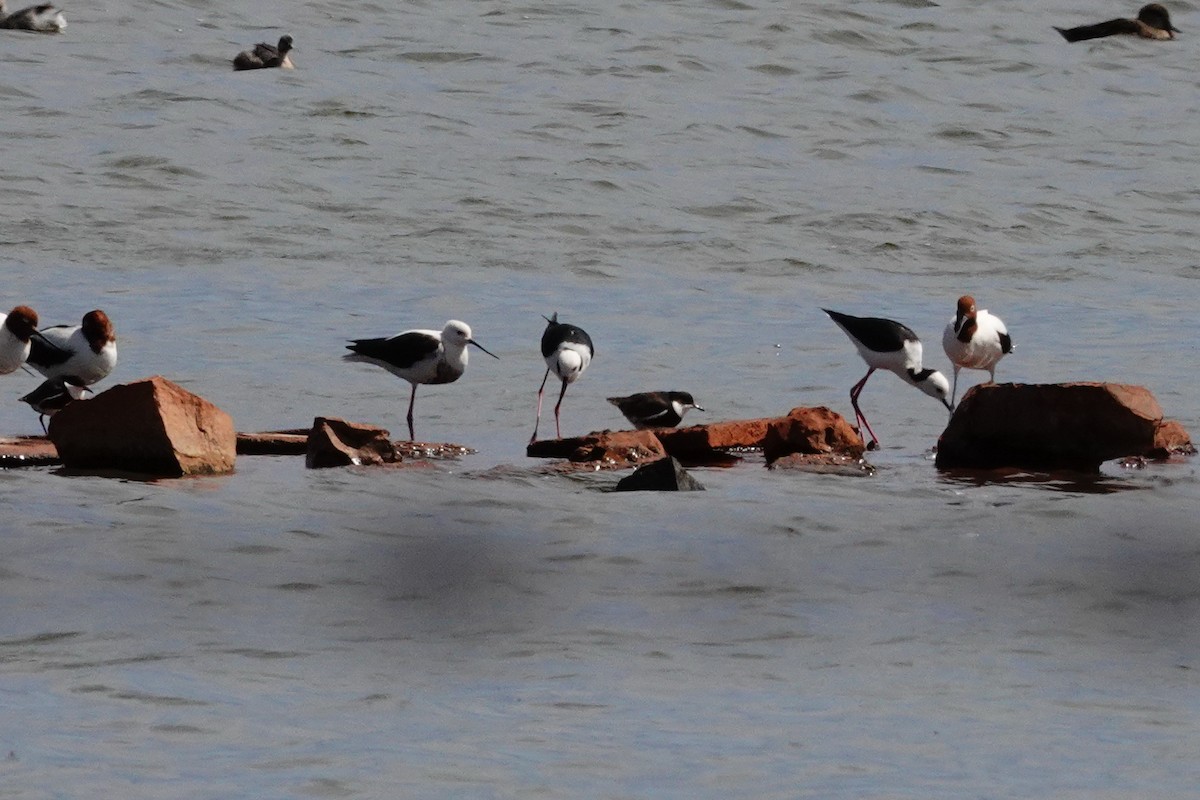 Red-kneed Dotterel - ML646707282
