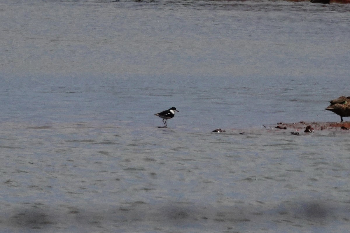 Red-kneed Dotterel - ML646707283