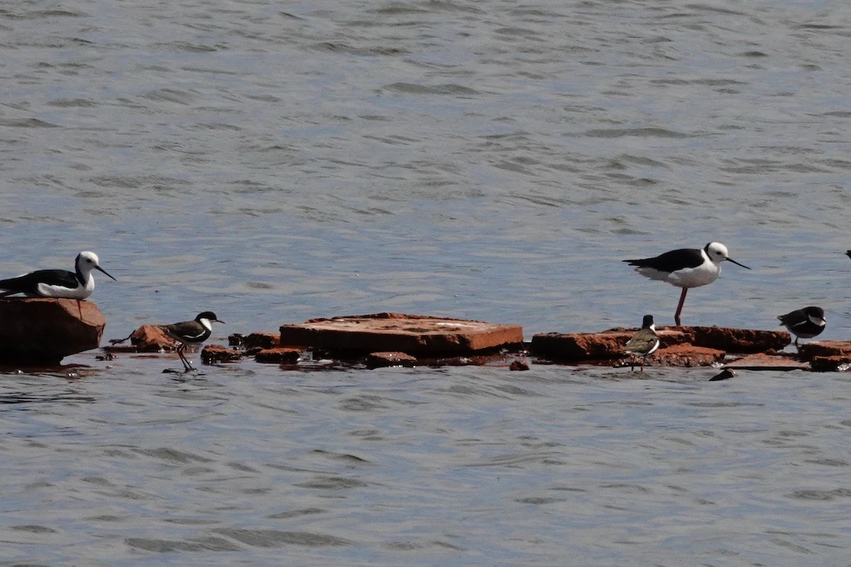 Red-kneed Dotterel - ML646707284