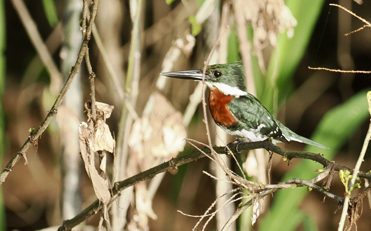ミドリヤマセミ - ML646707285