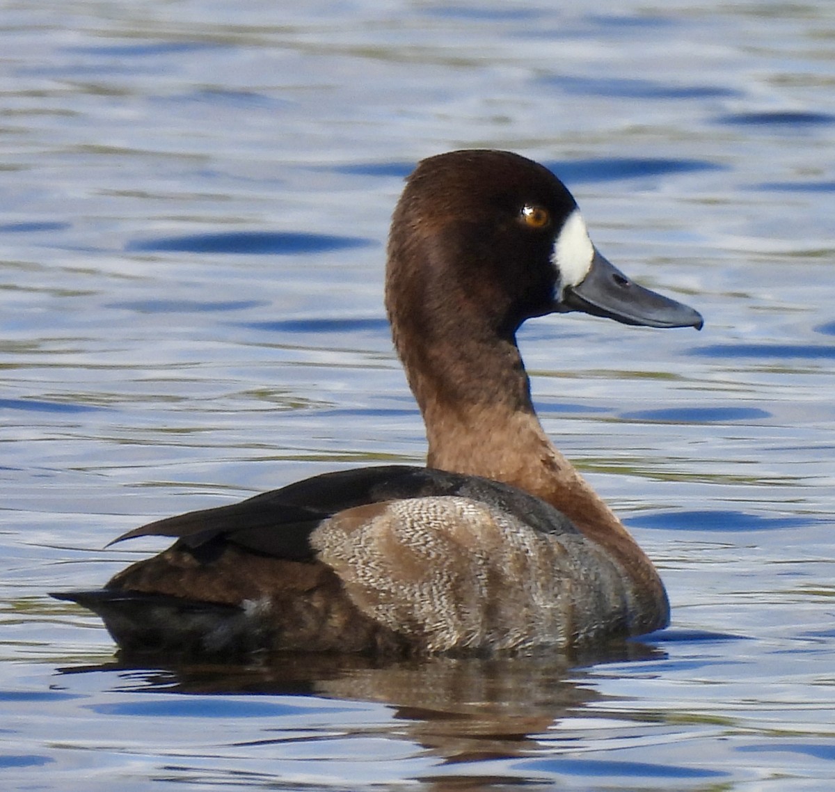 Lesser Scaup - ML646707290