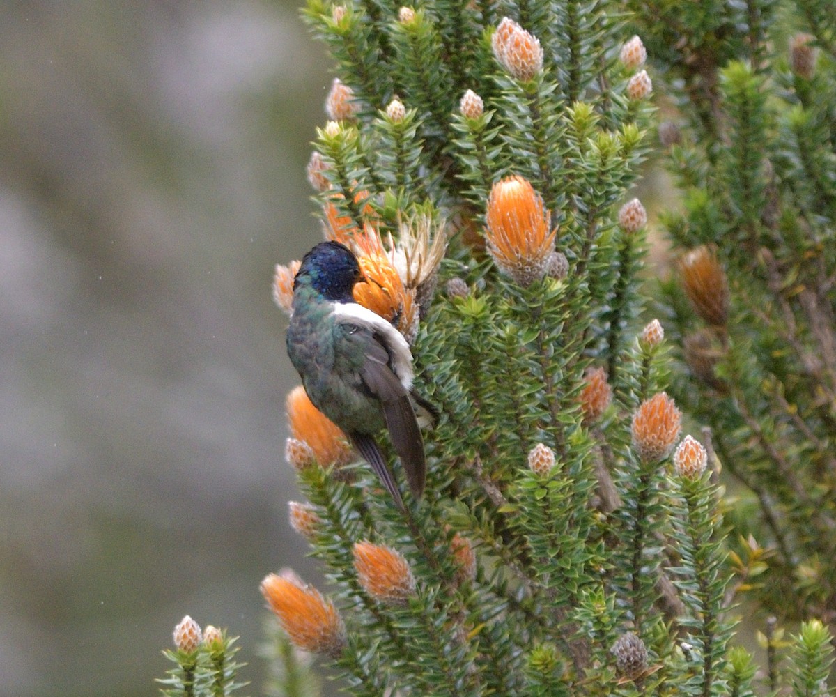 hvězdička chimborazská - ML646707291