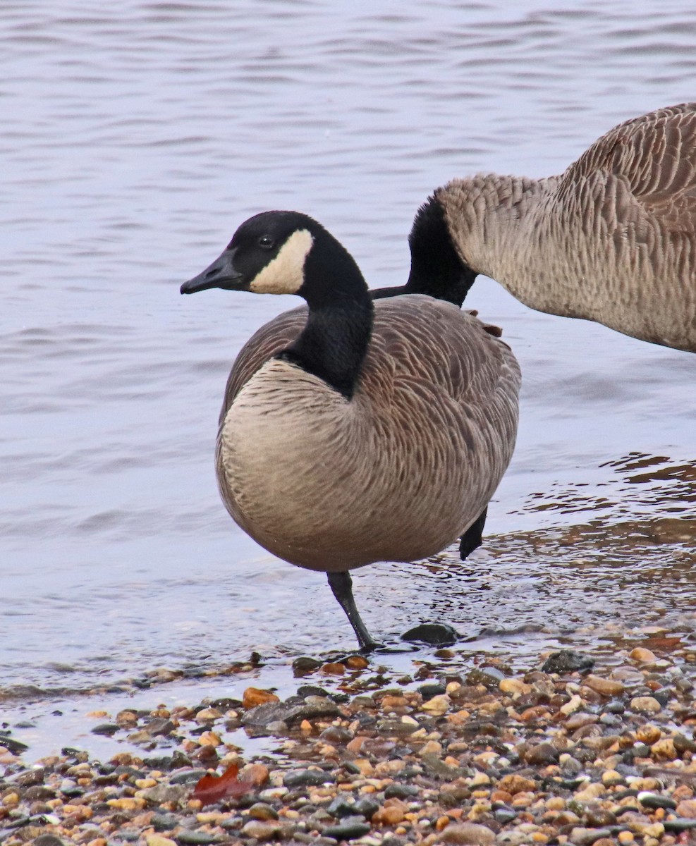 Branta kanadar handia - ML646707293