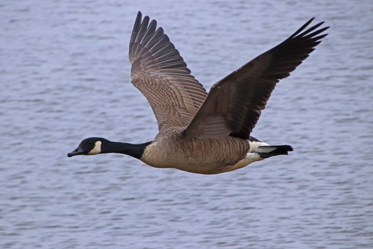 Branta kanadar handia - ML646707294