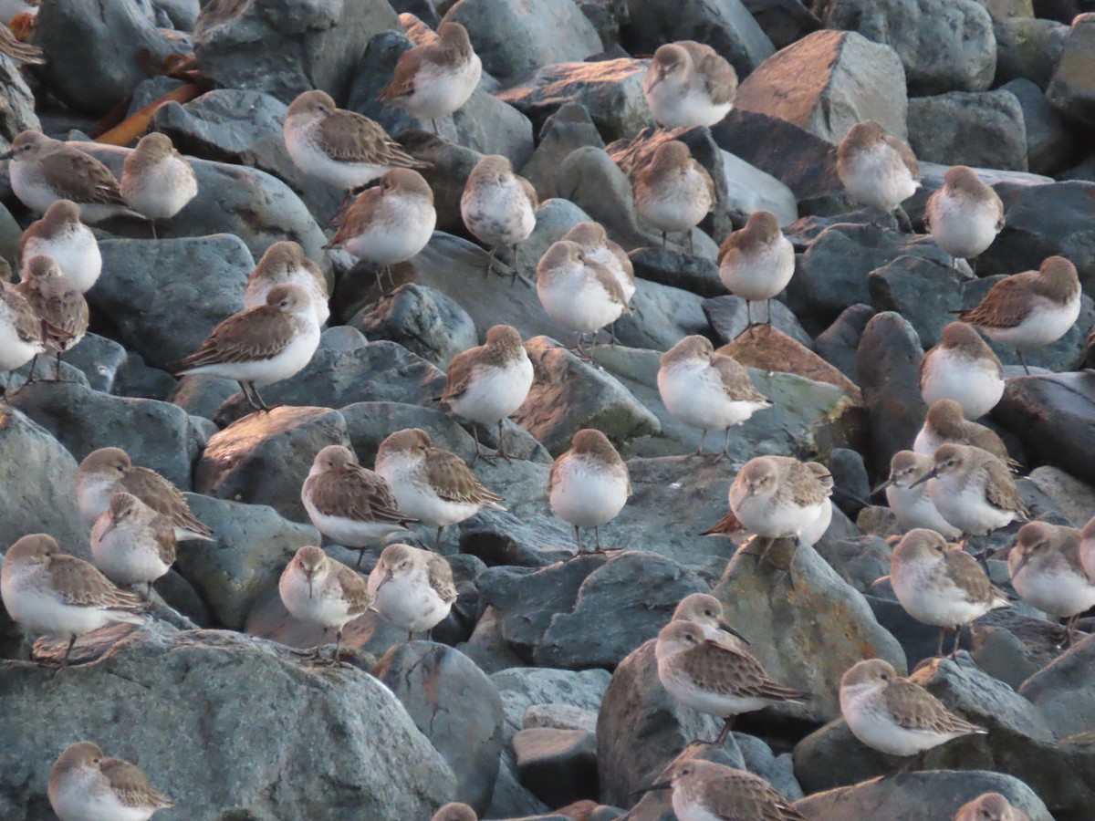 黑腹濱鷸 - ML646707295