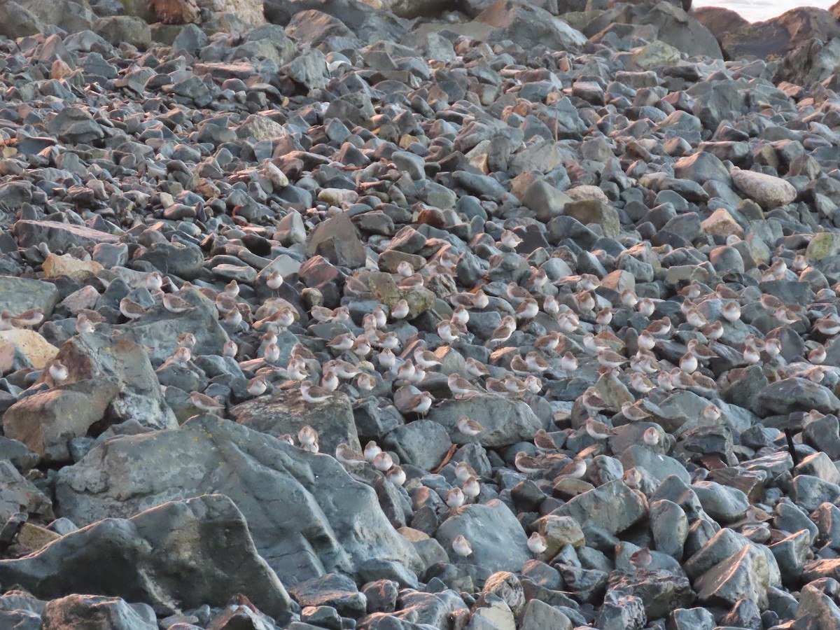 黑腹濱鷸 - ML646707296