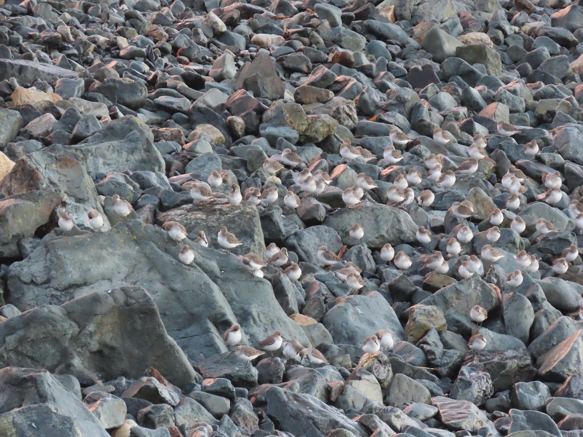 黑腹濱鷸 - ML646707297