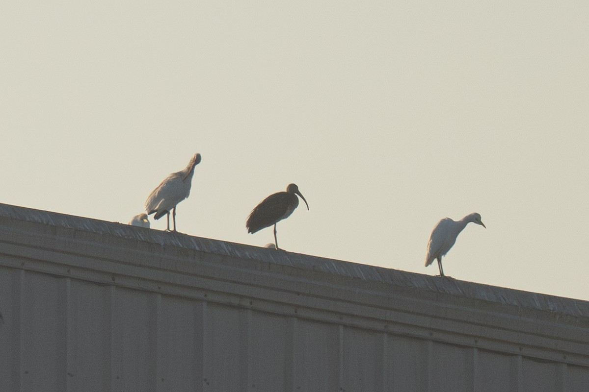 White Ibis - ML646707298