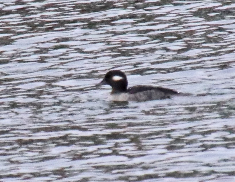 Murgilari buruzuria - ML646707299