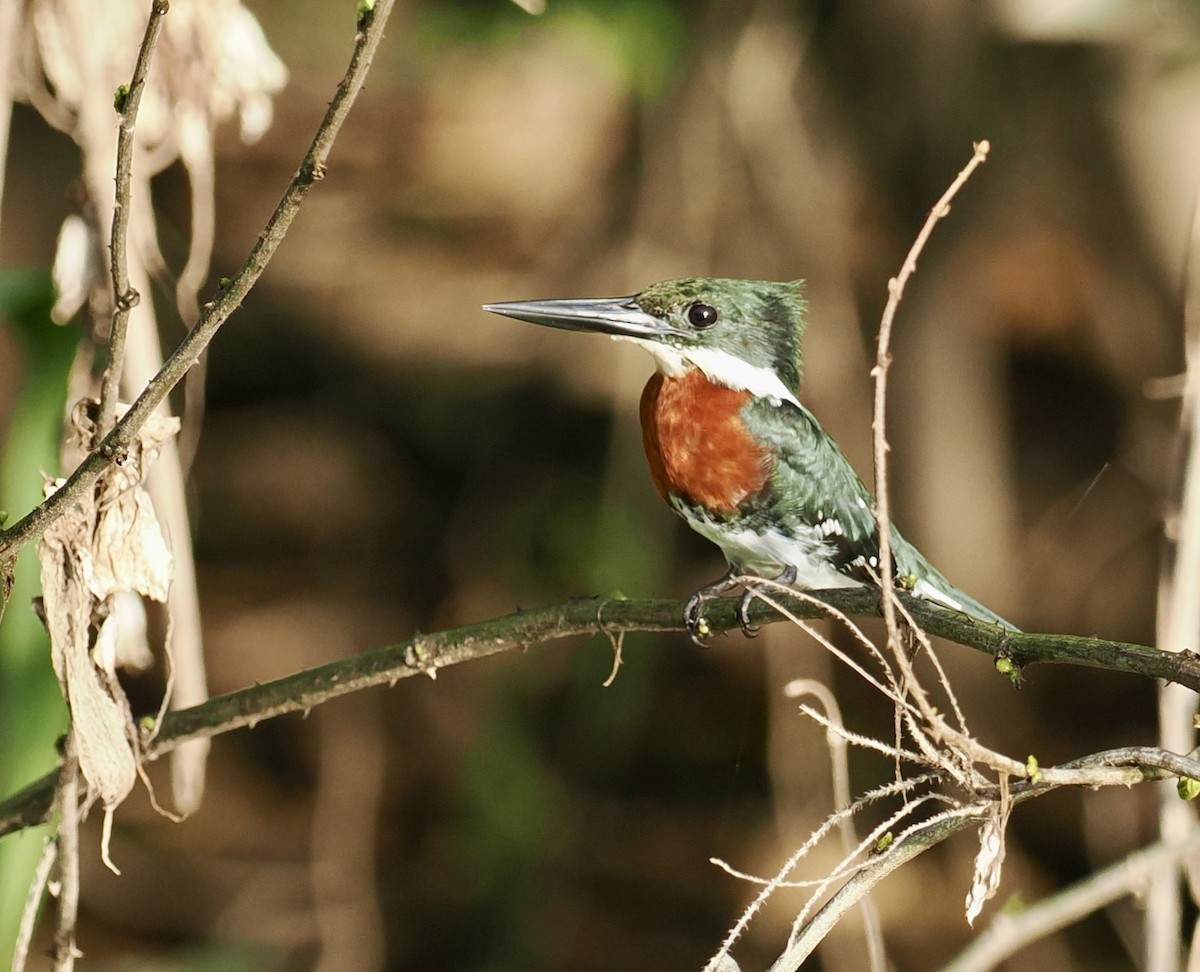 ミドリヤマセミ - ML646707301