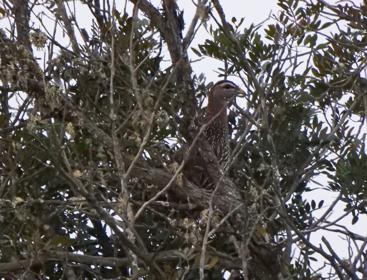 Double-spurred Spurfowl - ML646707304