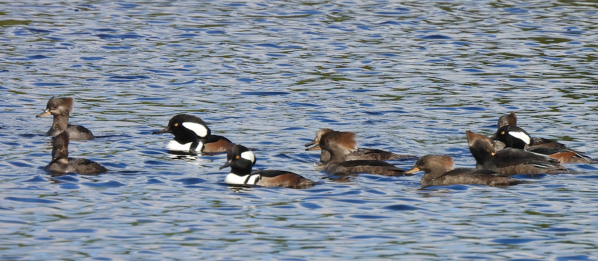 Hooded Merganser - ML646707306