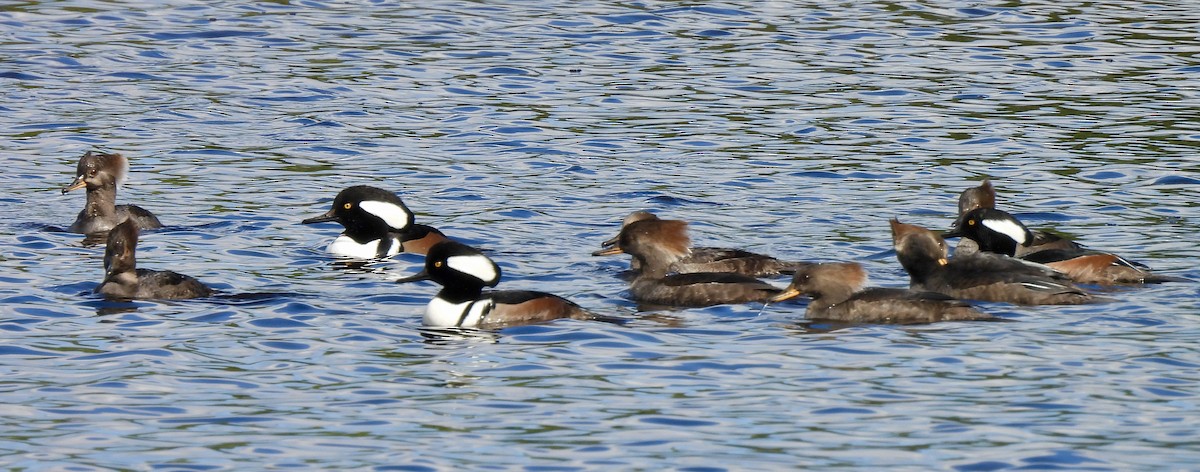 Hooded Merganser - ML646707307