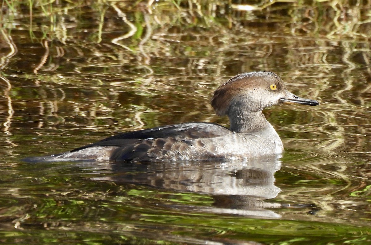 Hooded Merganser - ML646707308