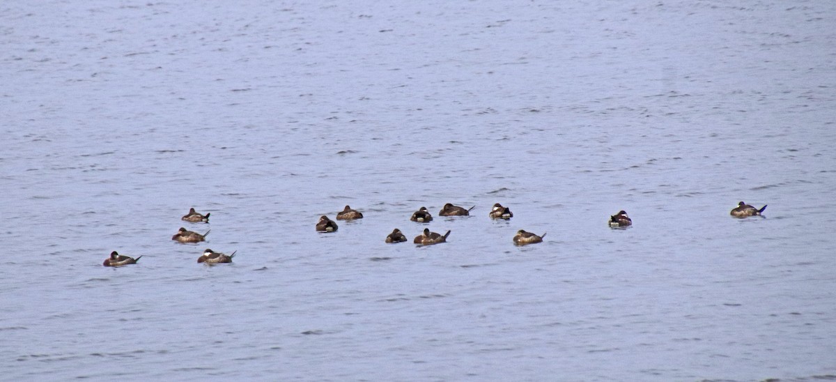 Schwarzkopf-Ruderente - ML646707310