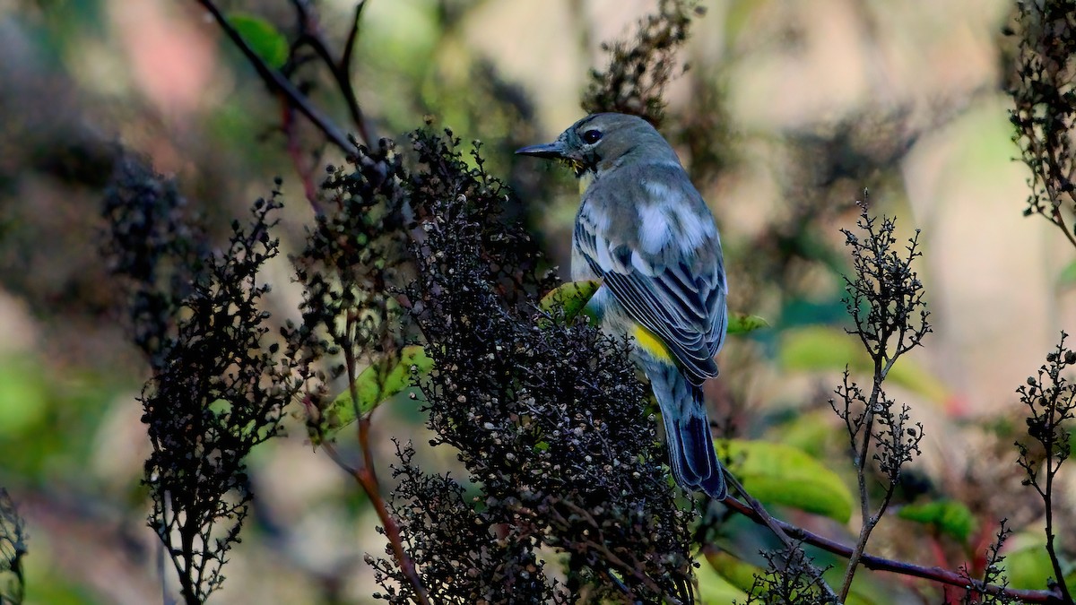 Reinita Coronada - ML646707312