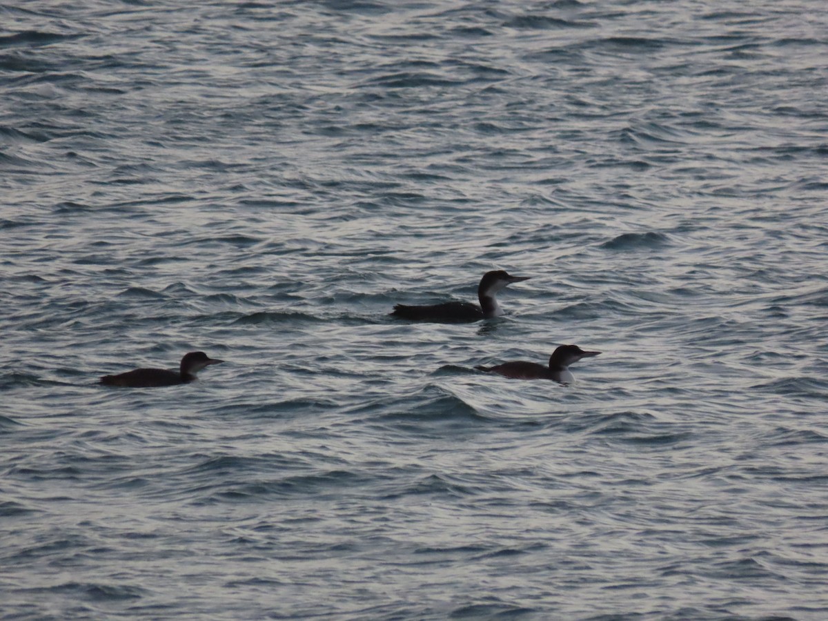 Plongeon huard - ML646707313