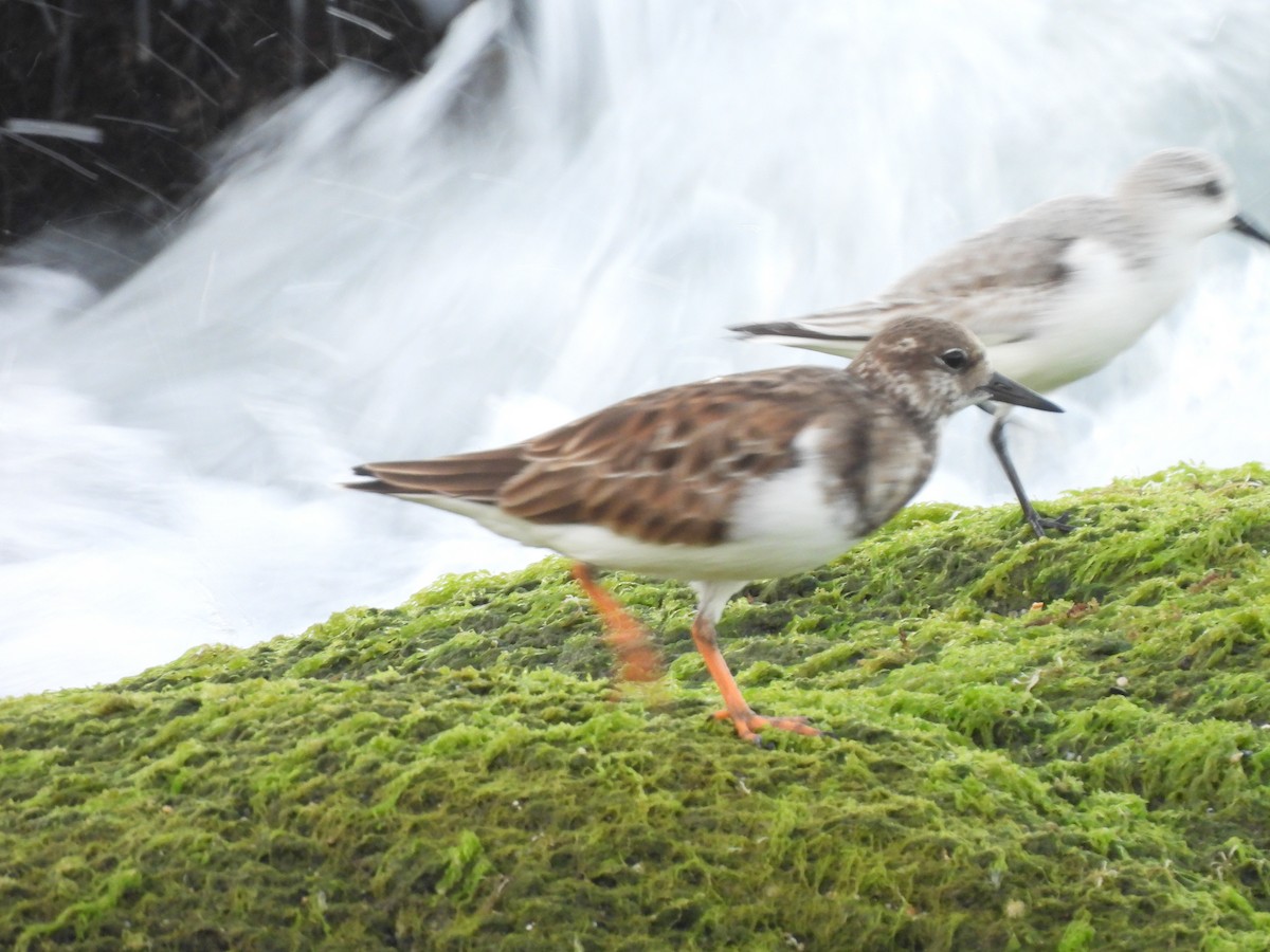 Tournepierre à collier - ML646707314