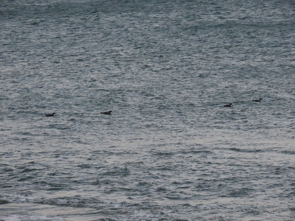 Plongeon huard - ML646707315