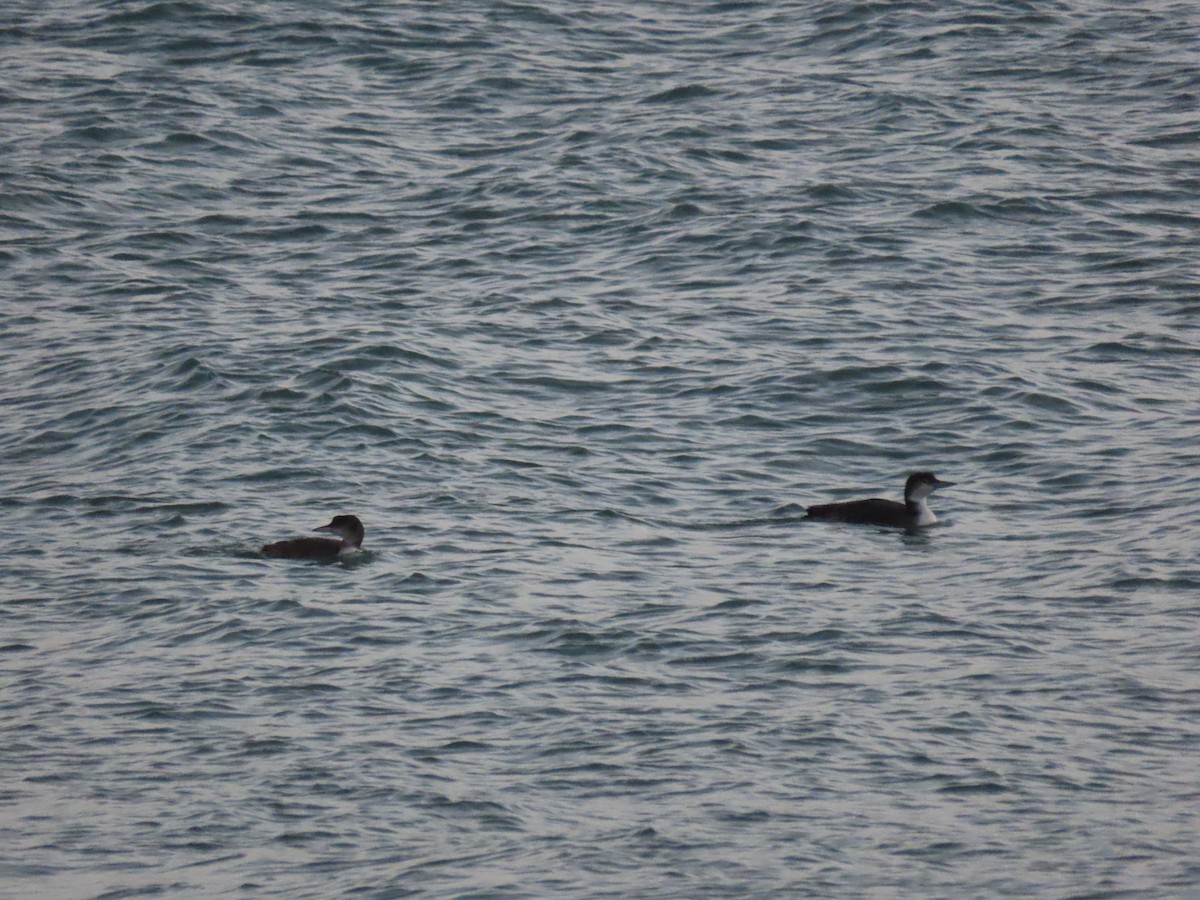 Plongeon huard - ML646707316