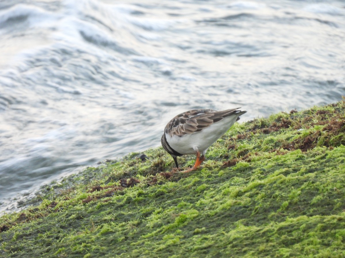 Tournepierre à collier - ML646707321