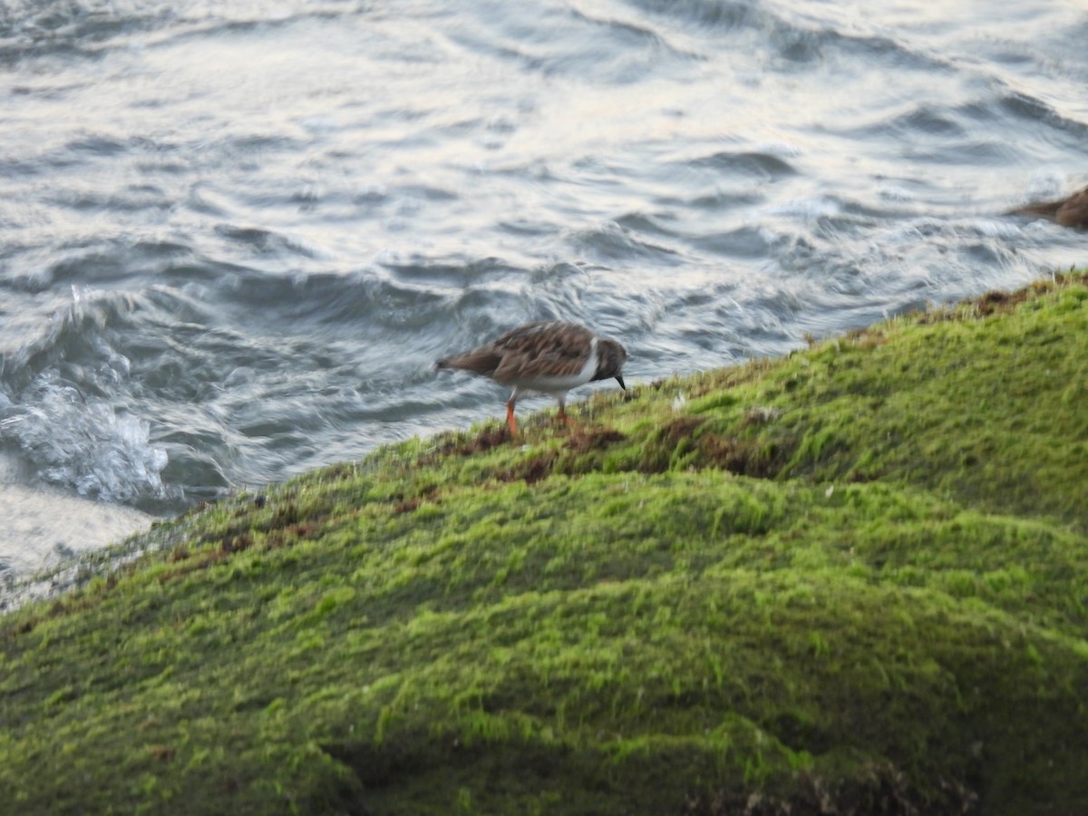 Tournepierre à collier - ML646707322