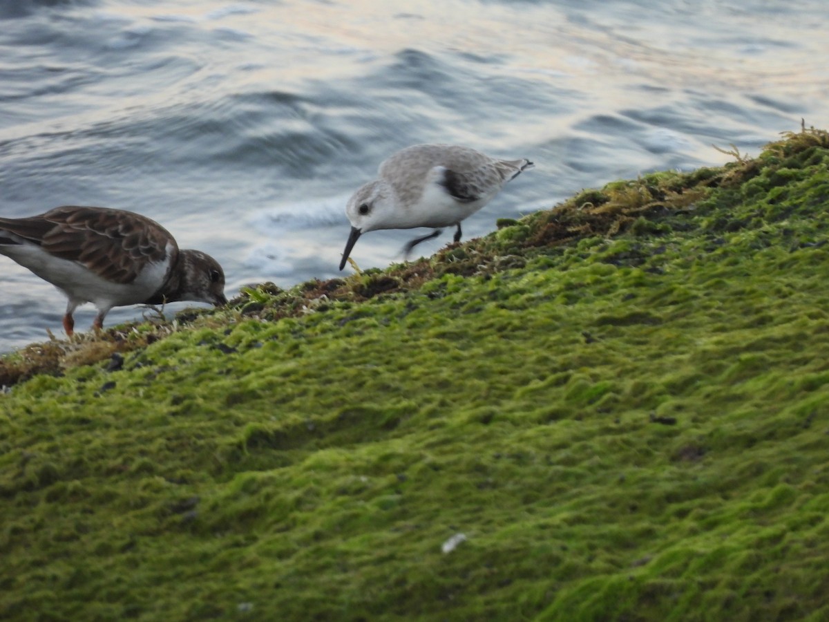 Tournepierre à collier - ML646707323