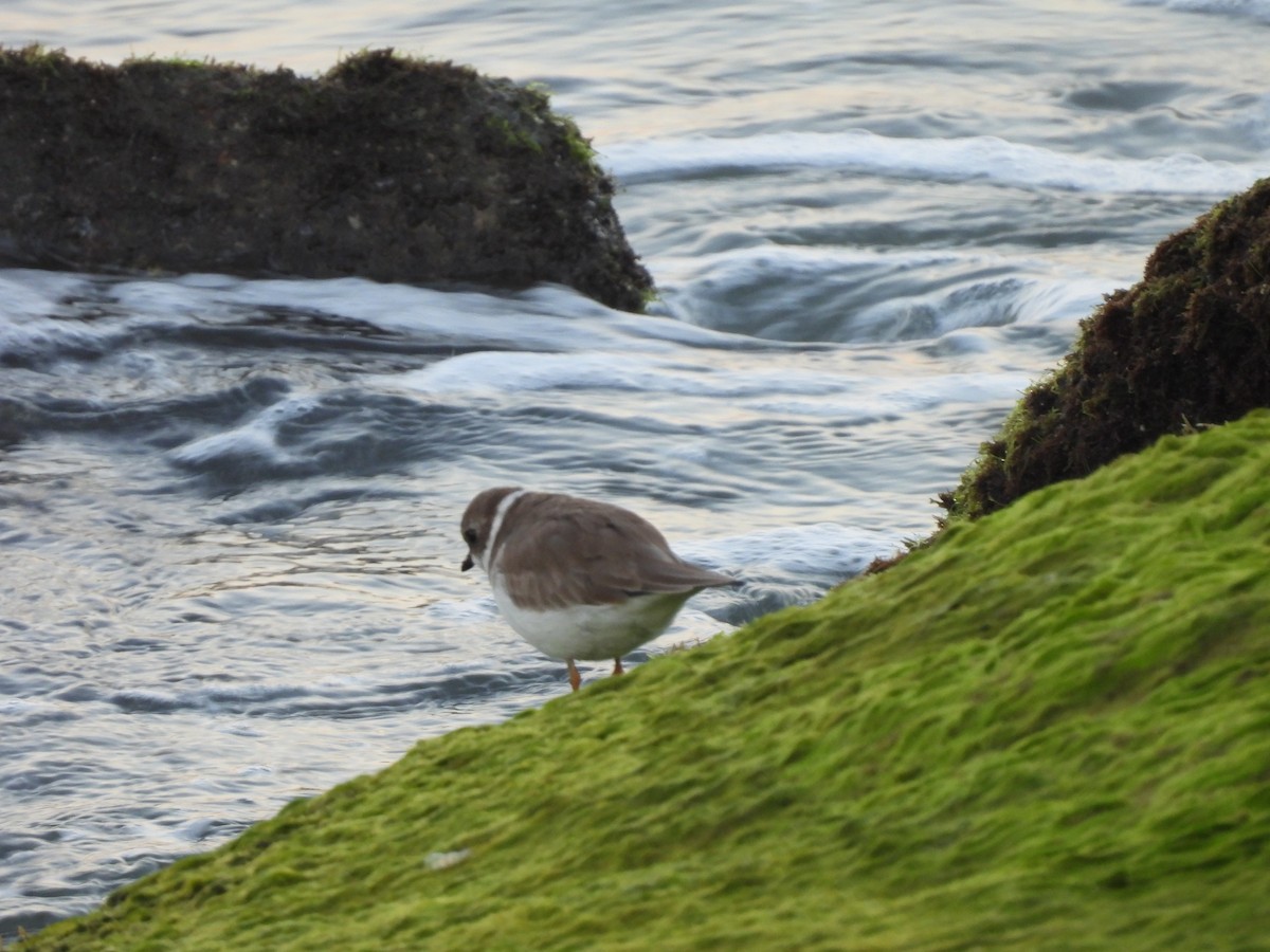 Tournepierre à collier - ML646707324
