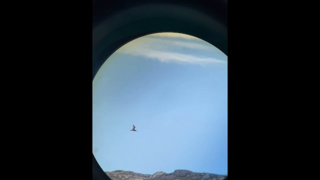 Eurasian Curlew - ML646707332