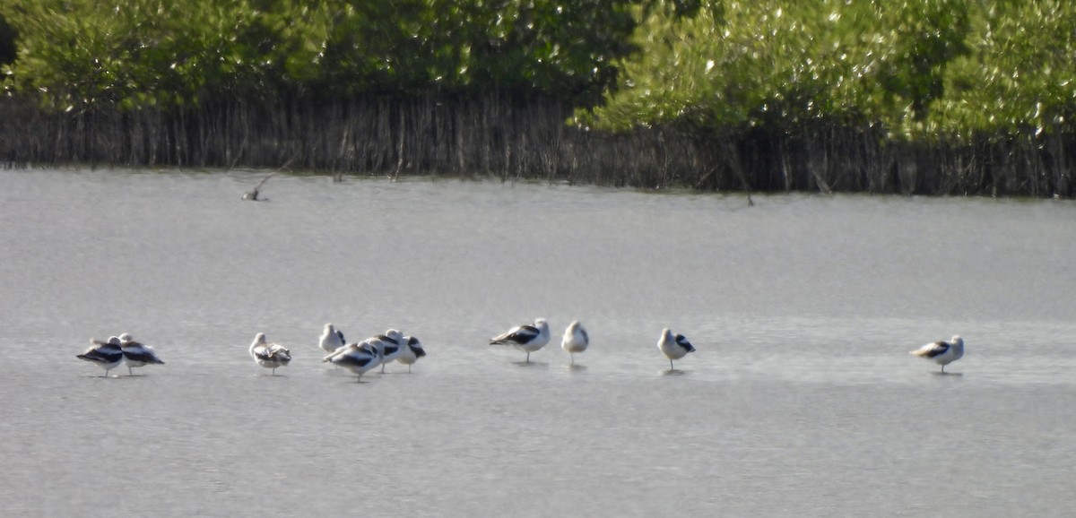 American Avocet - ML646707333