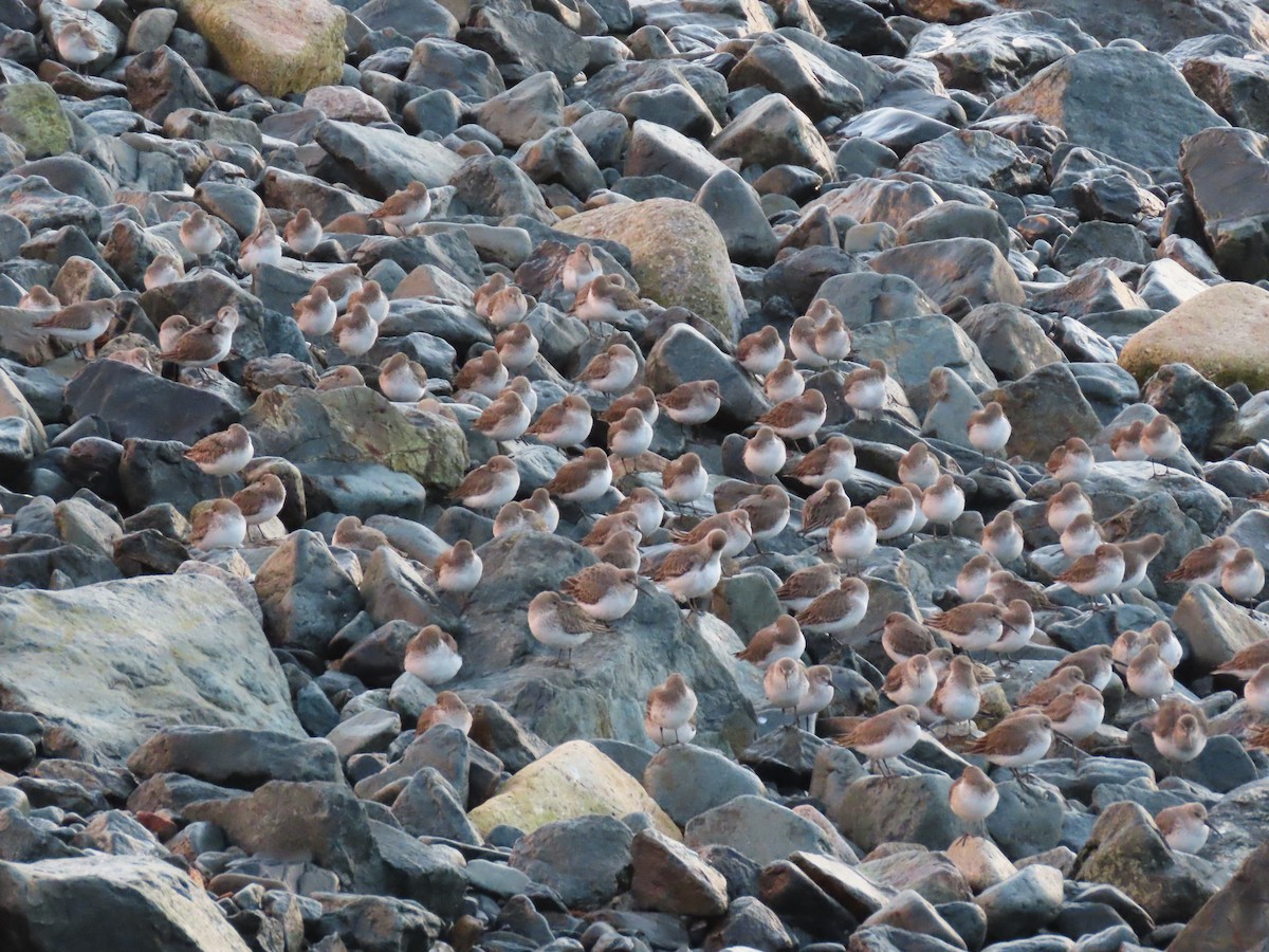 Bécasseau variable - ML646707335