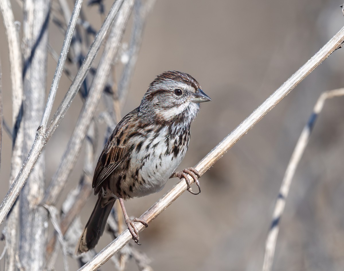 Chingolo Cantor - ML646707336