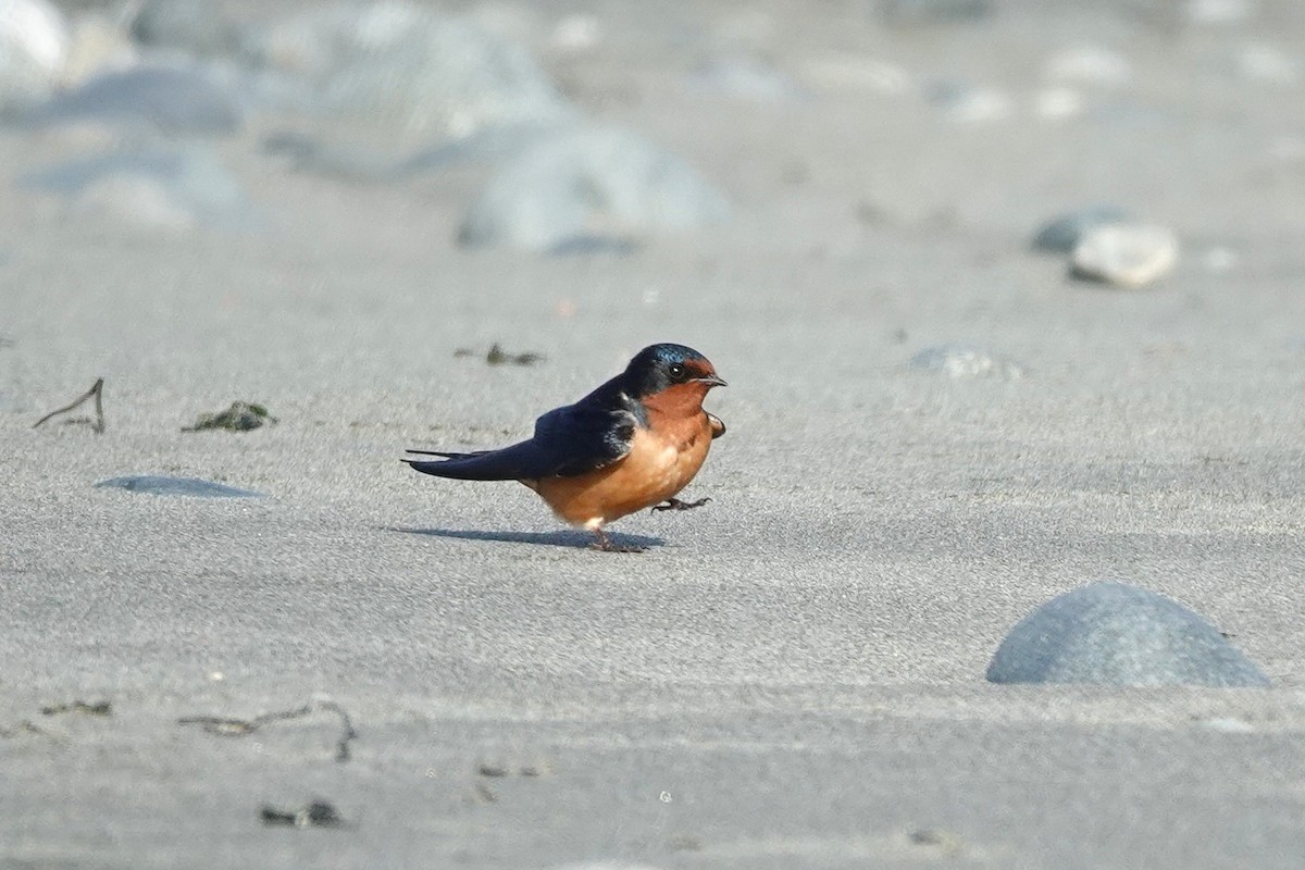 Barn Swallow - ML646707337