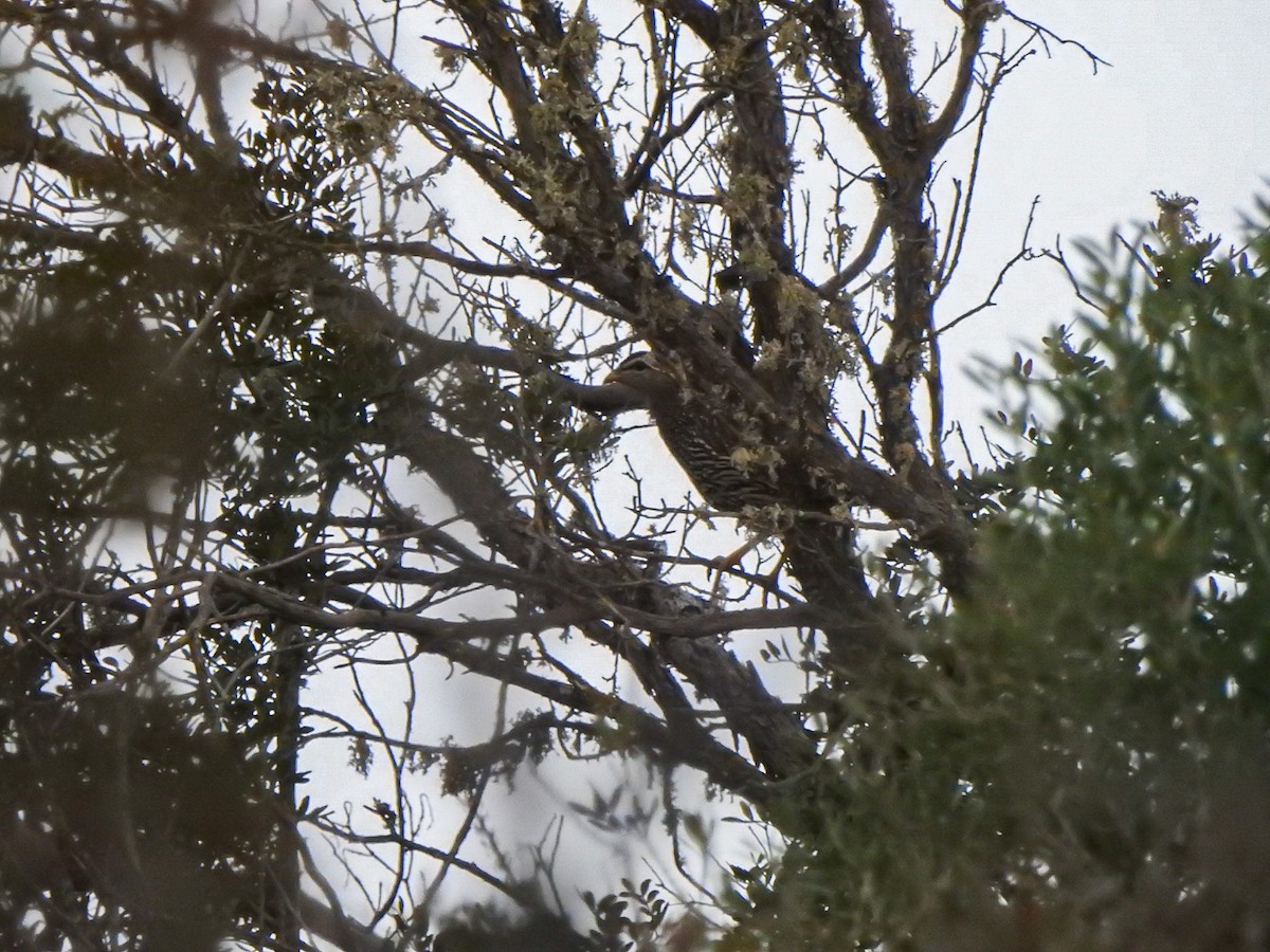 Double-spurred Spurfowl - ML646707338