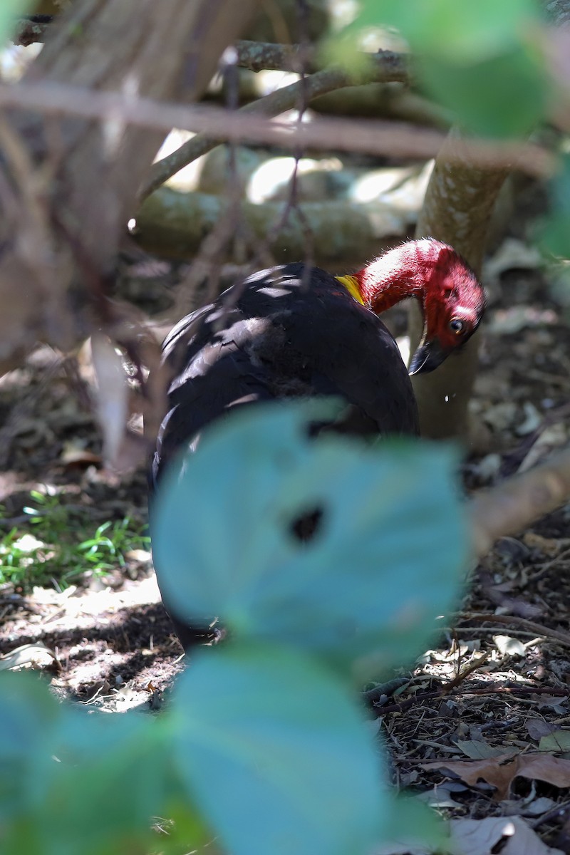 Australian Brushturkey - ML646707339