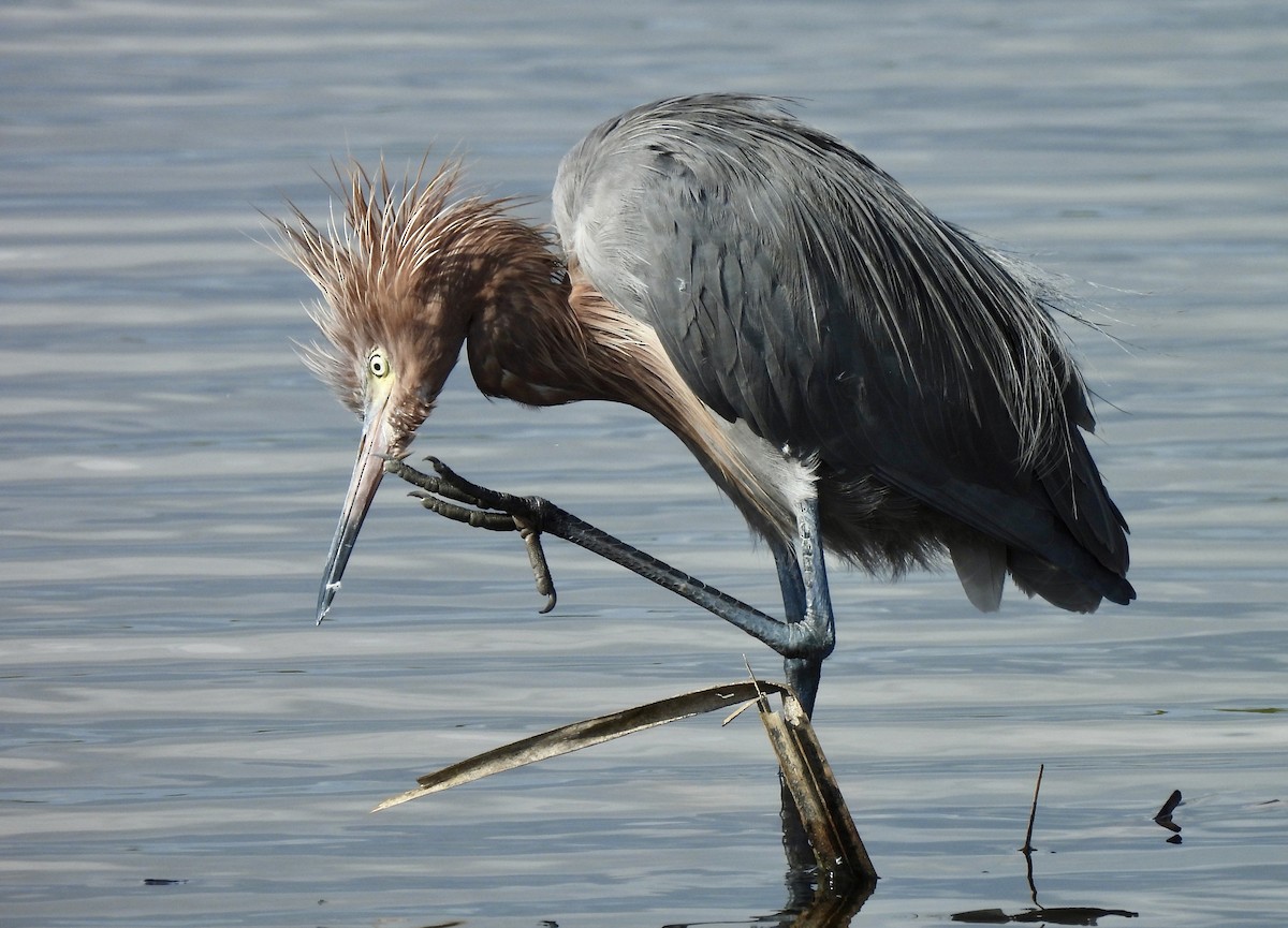 Reddish Egret - ML646707340