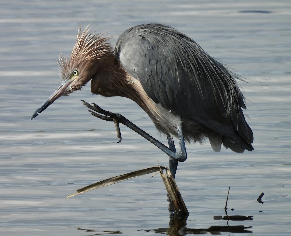 Reddish Egret - ML646707341