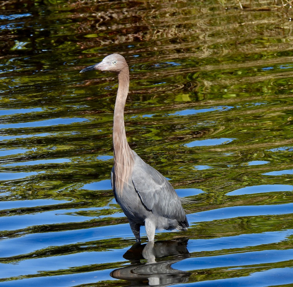 Reddish Egret - ML646707342