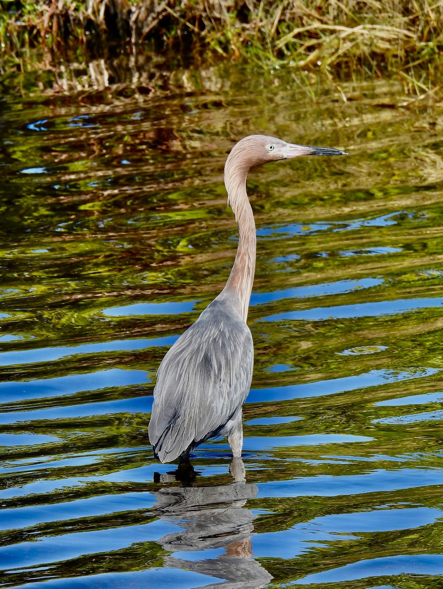 Reddish Egret - ML646707343
