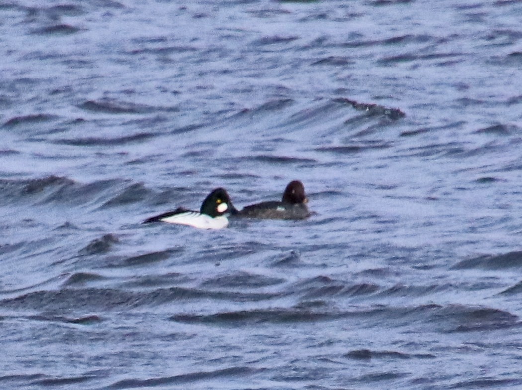 Murgilari urrebegia - ML646707344