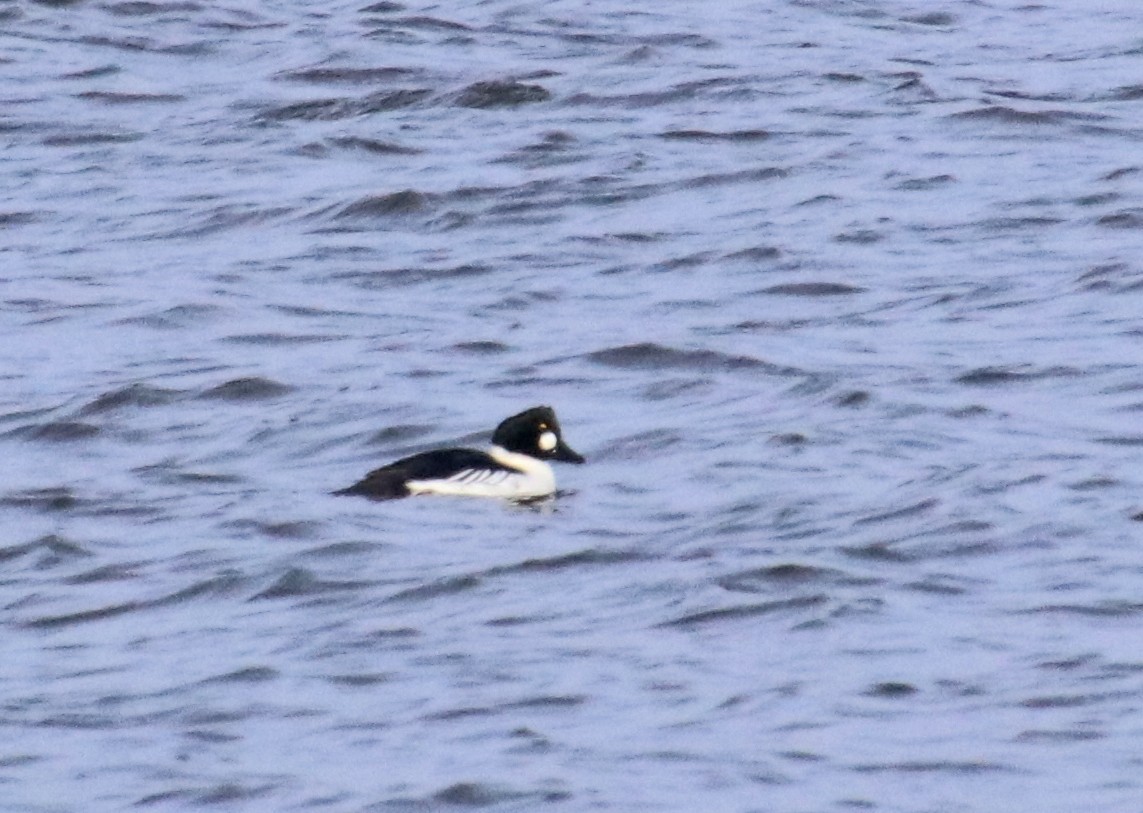 Murgilari urrebegia - ML646707345