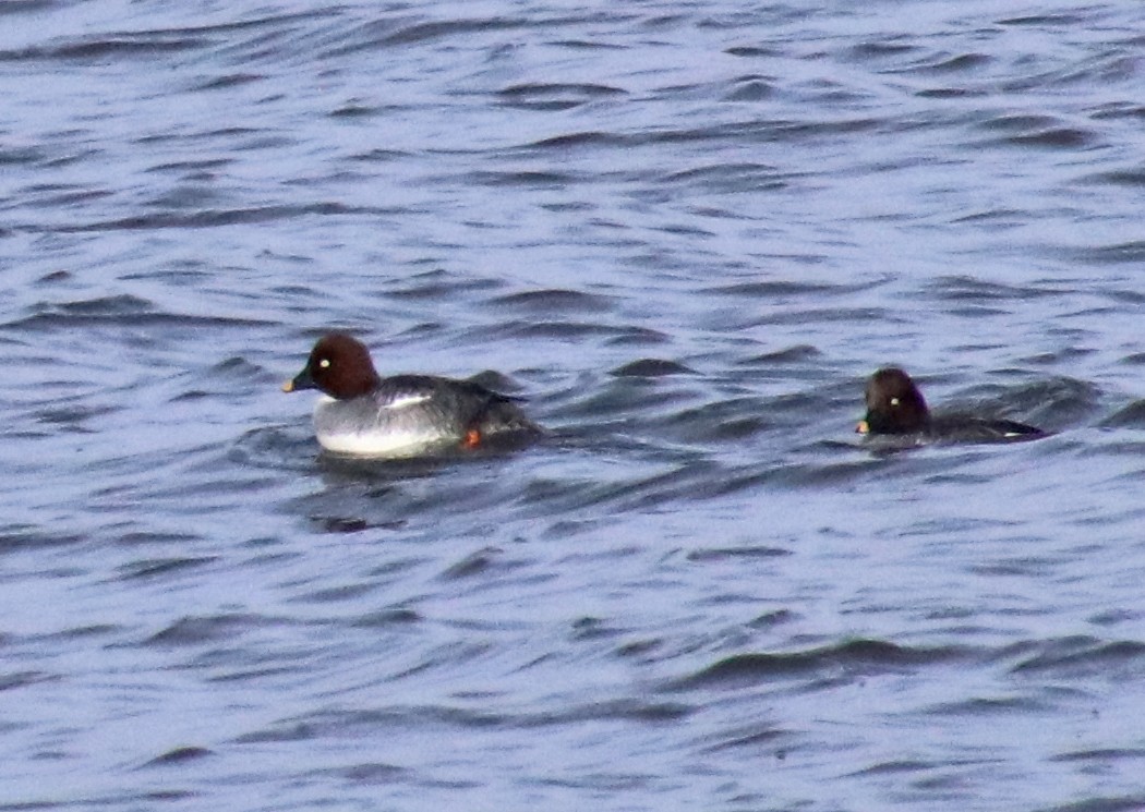 Murgilari urrebegia - ML646707346